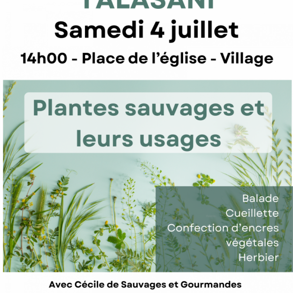 Sortie - plantes sauvages et leurs usages