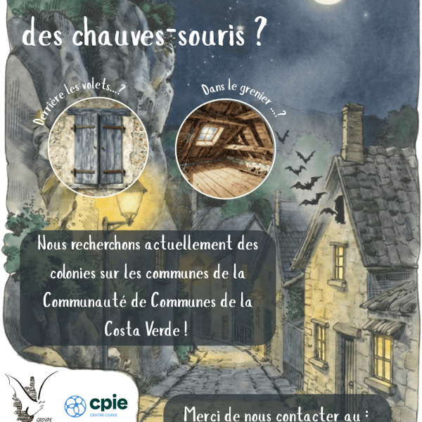 Recherche de colonies de chauves-souris